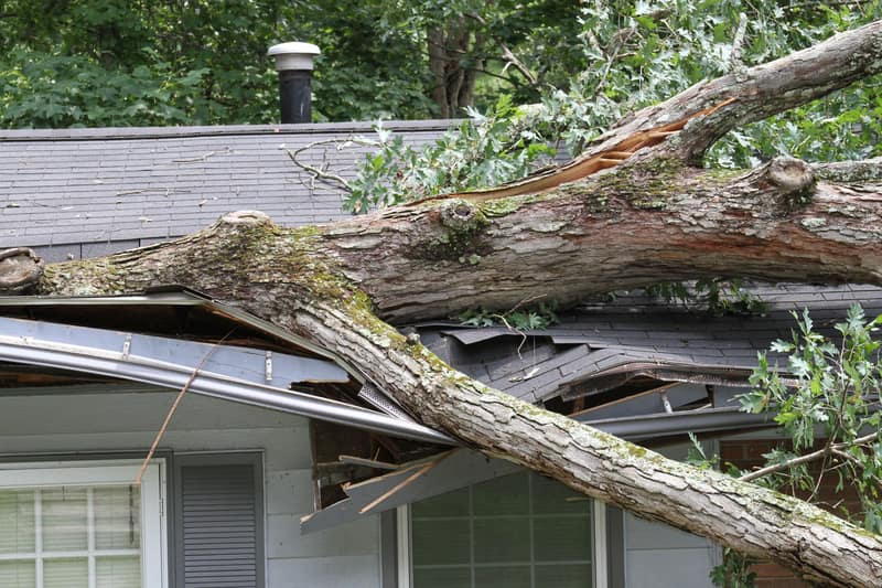 Severe hurricane wind and rain bending a palm tree in Central Florida